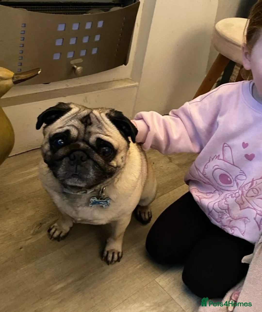 Pug dogs for sale: Male Pug - Advert 1