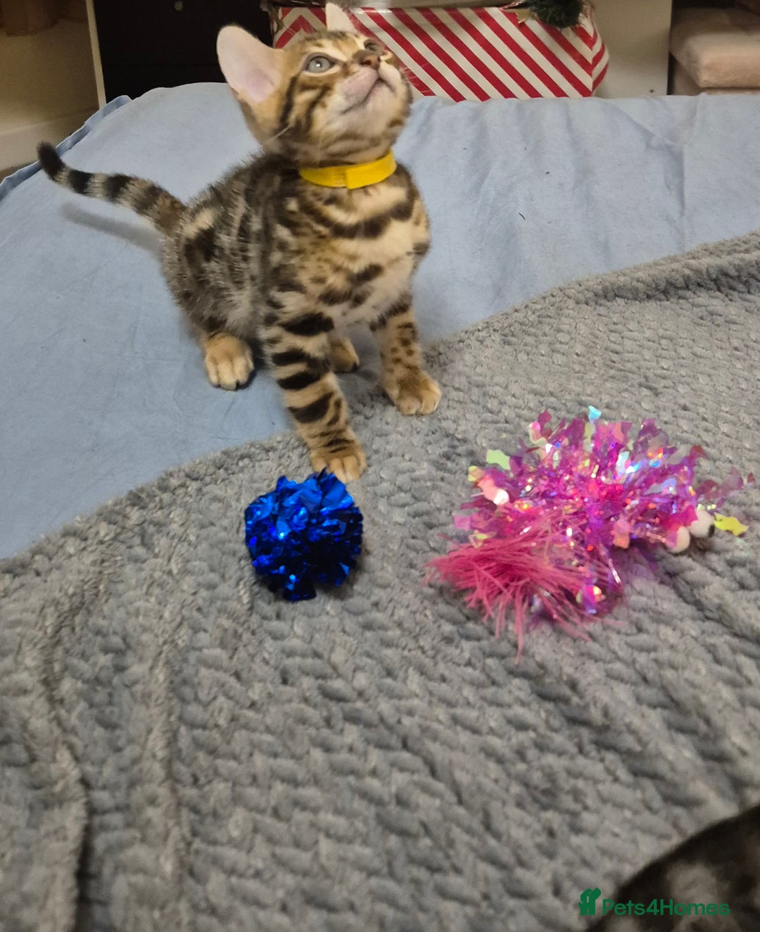 Bengal cats for sale: Bengal Kittens-Reservations Now Open  - Advert 15