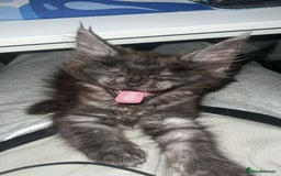 Maine Coon cats for sale: Stunning championship Maine coon black smoke - Image 8