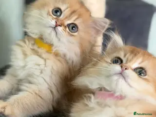 British Longhair cats CHUNKY, BEAUTIFUL BLH GOLDEN KITTENS - Advert 2