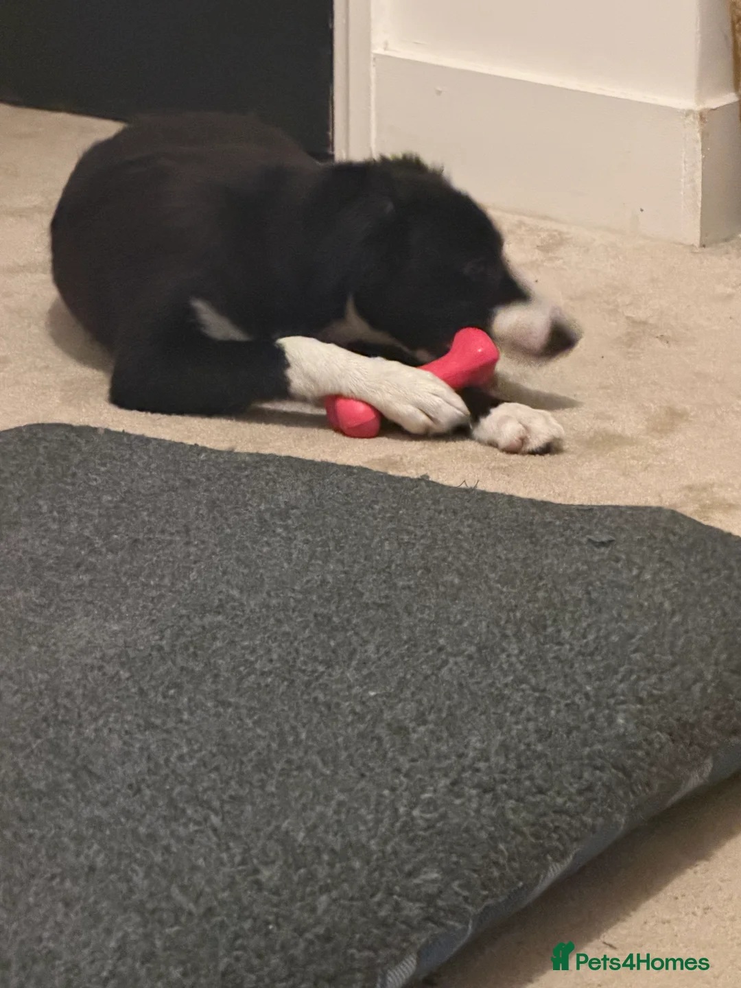 Border Collie dogs for sale: Daisy, Border Collie - Advert 2