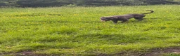 Cane Corso dogs for sale: Cane corso female  - Advert 3