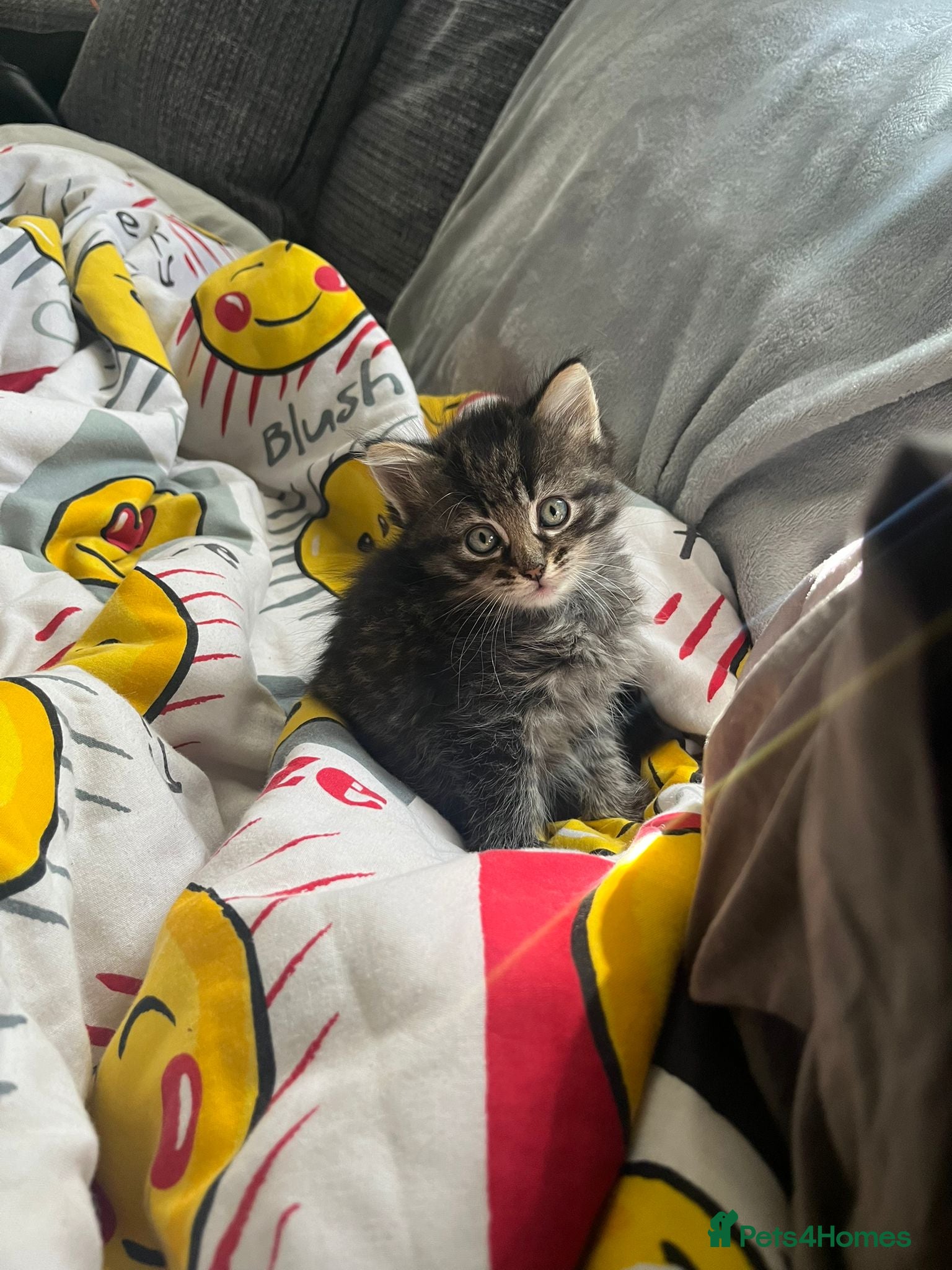 Mixed Breed cats for sale: 3 gorgeous kittens for sale - Advert 7