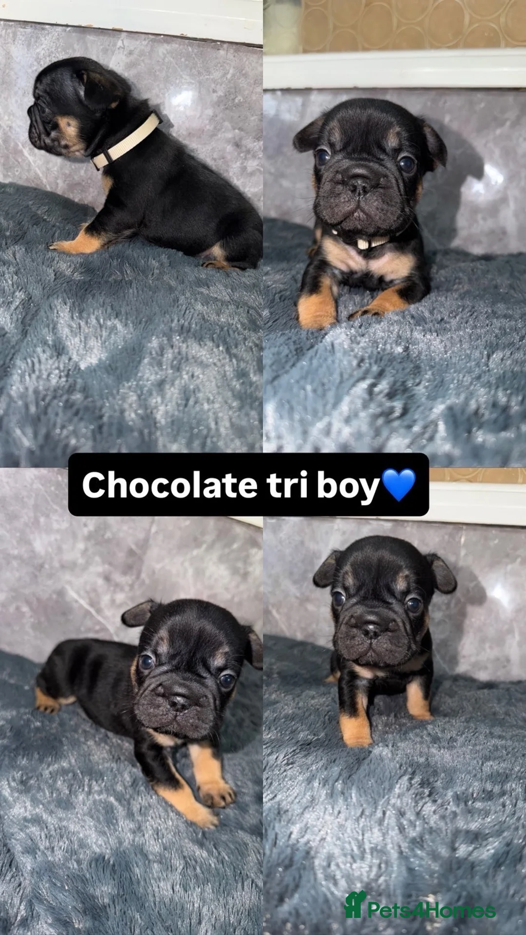 French Bulldog dogs for sale: Rope/fluffy french bulldogs  - Advert 8