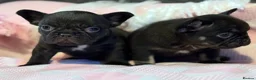French Bulldog dogs for sale: KC Registered French Bulldog Puppies  in Slough - Advert 23