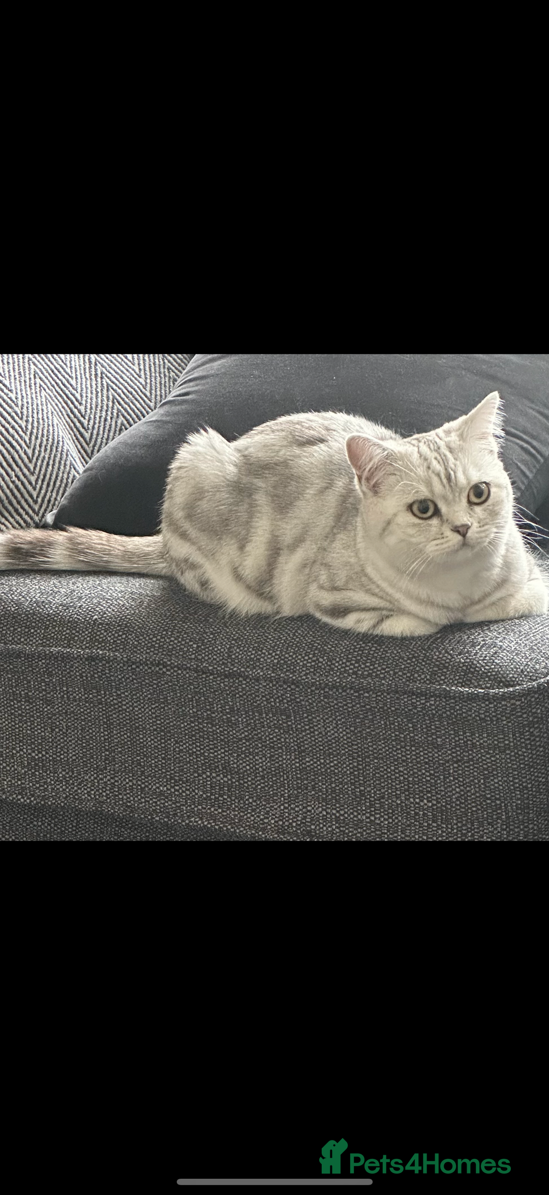 British Shorthair cats for sale: British short hair female xl - Image 2