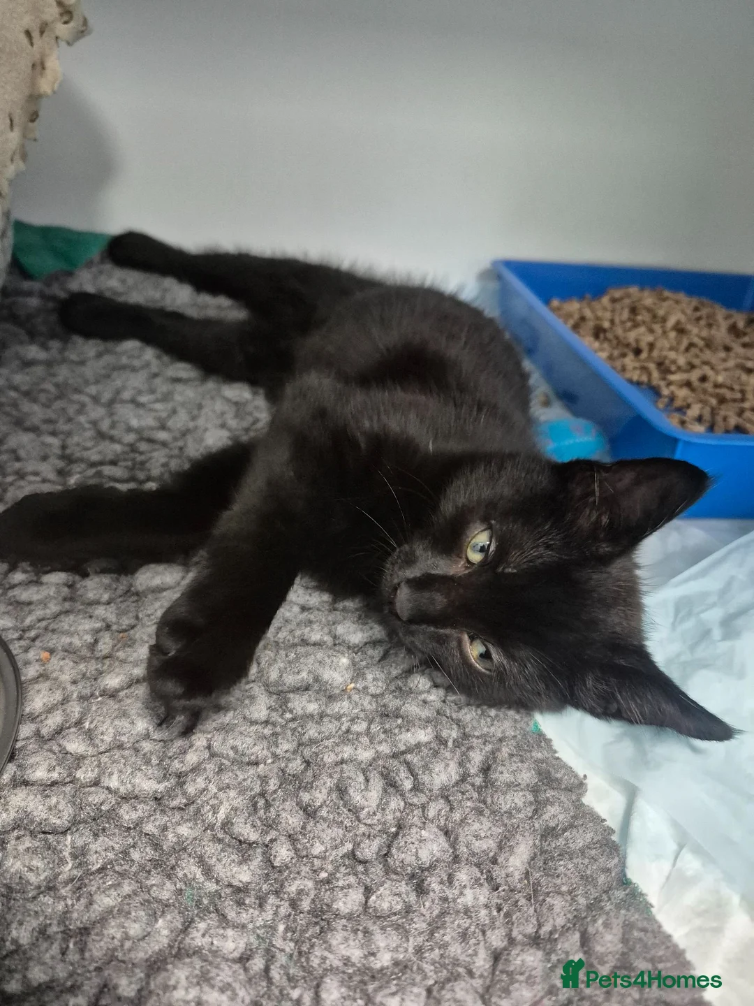Domestic Shorthair cats for sale: Playful male DSH kitten x - Advert 2