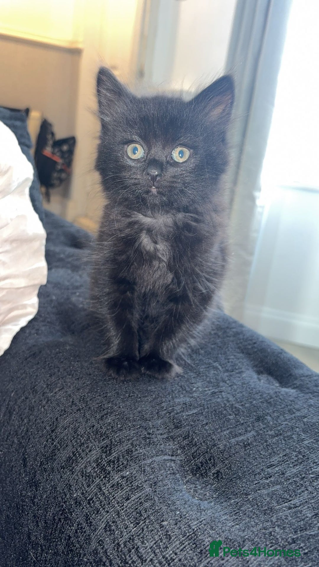 Mixed Breed cats for sale: Beautiful Fluffy Kitten - Image 2