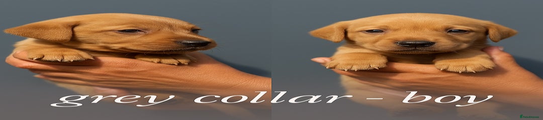 Grey Collar Boy - 3909