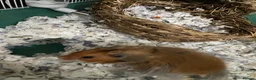 Hamster rodents for sale: Friendly hamster looking for a loving new home in London - Advert 4