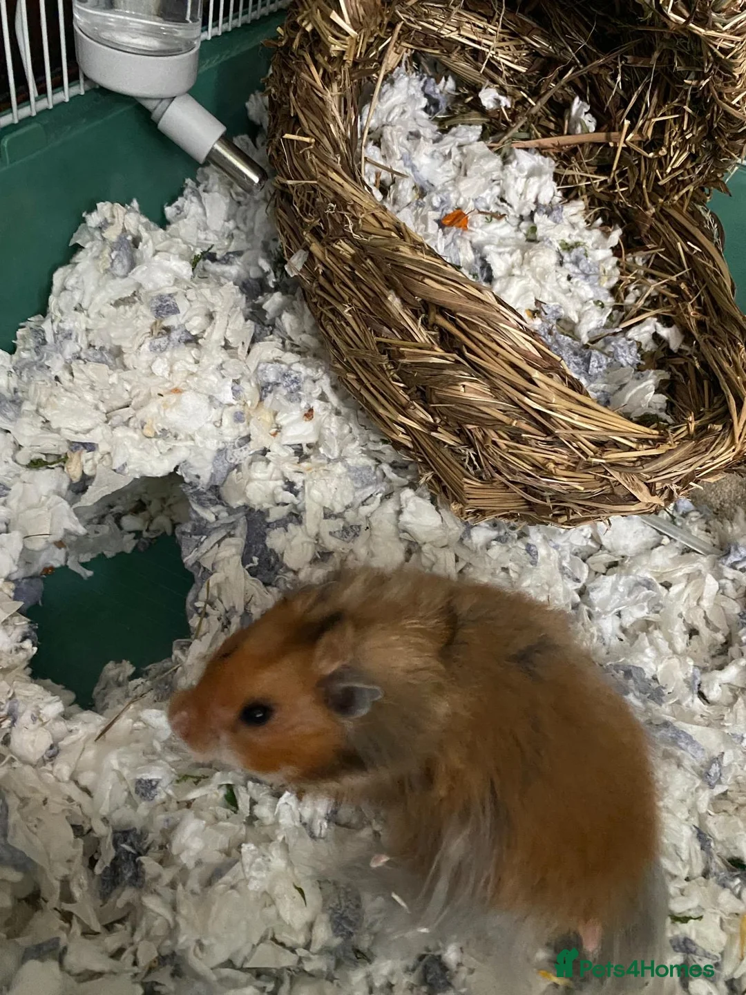 Hamster rodents for sale: Friendly hamster looking for a loving new home in London - Advert 4