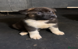 Akita dogs for sale: Akita puppies  - Image 5