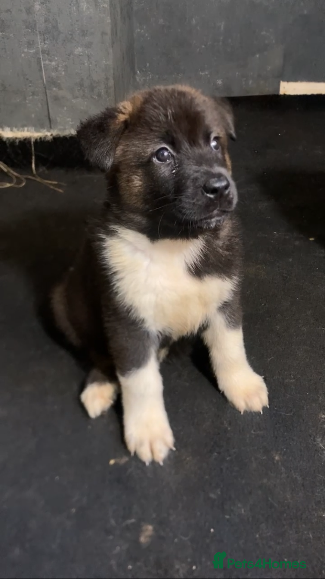 Akita dogs for sale: Akita puppies  - Image 5