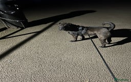 Shar Pei dogs for sale: 2 females 3 males Shar pei pups - Image 16