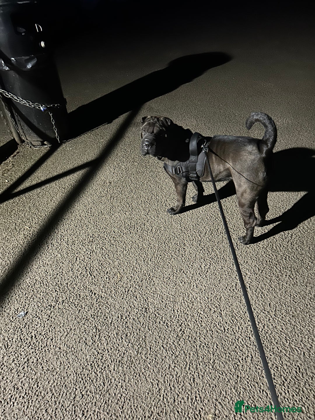Shar Pei dogs for sale: 2 females 3 males Shar pei pups - Image 16
