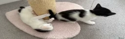 European cats for sale:  Two Kittens Looking for loving Home! 🏡❤️ - Advert 12