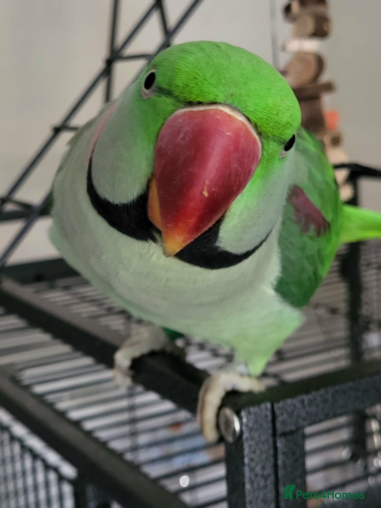 Parakeets birds Alexandrine boy . And large cage  - Advert 15