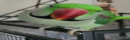 Parakeets birds for sale: Alexandrine boy . And large cage  - Advert 1