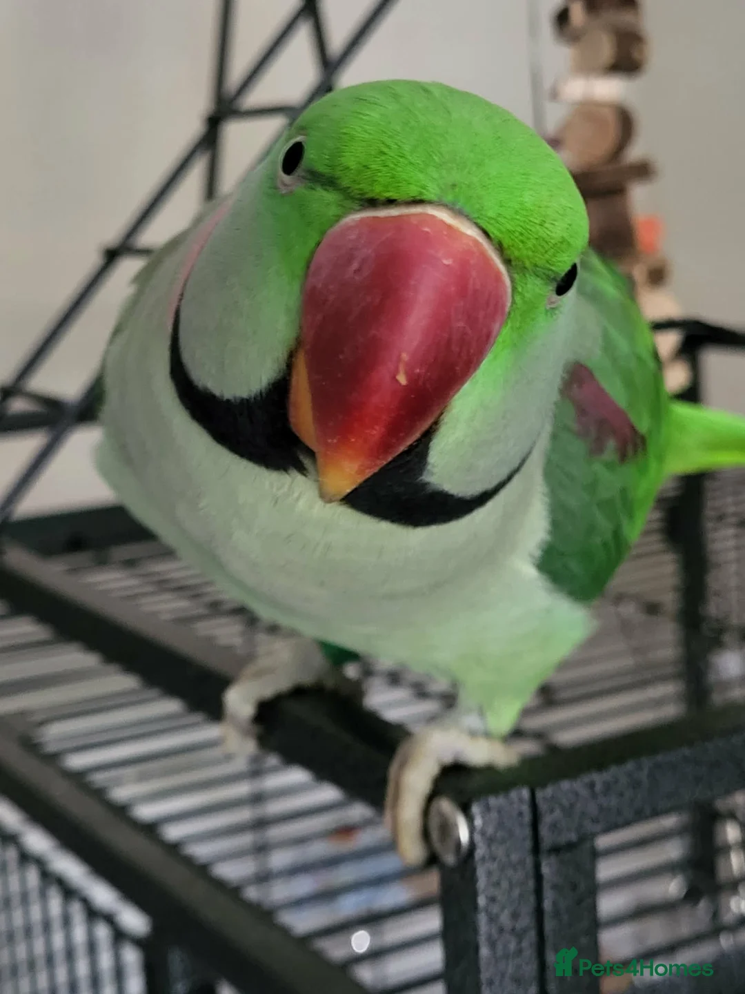 Parakeets birds for sale: Alexandrine boy . And large cage  - Advert 1