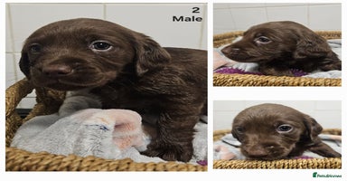 Cockerdor dogs Cockerdors puppies - Advert 8