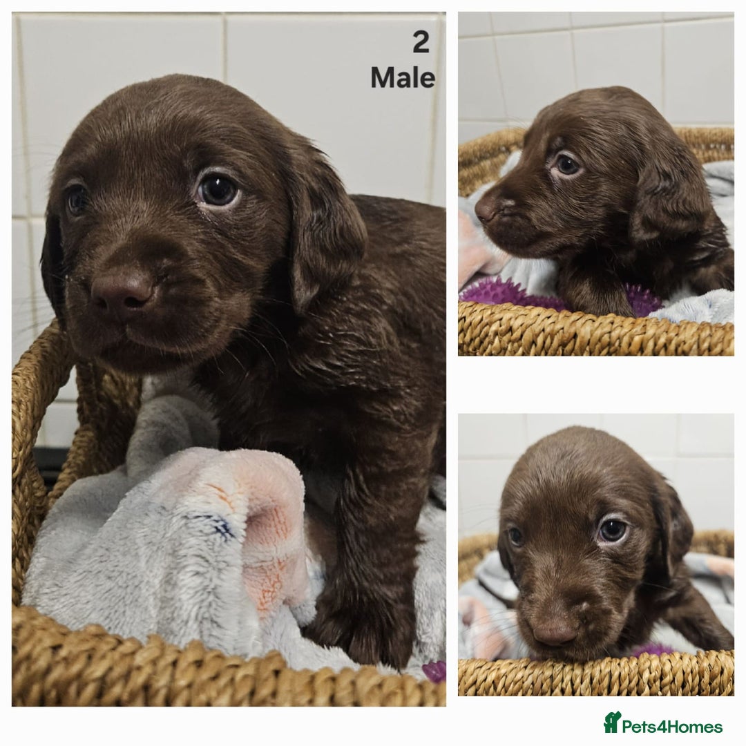 Cockerdor dogs for sale: Cockerdors puppies - Advert 2