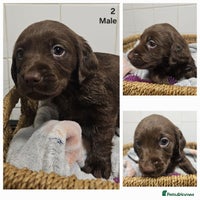 Cockerdor dogs Cockerdors puppies - Advert 7