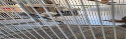 Budgerigars birds for sale: 4 Breeding pair of budgies and chicks in London - Advert 4