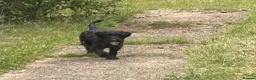 Mixed Breed dogs for sale: Bonzo - Advert 4