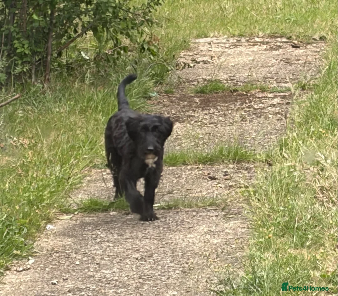 Mixed Breed dogs for sale: Bonzo - Advert 4
