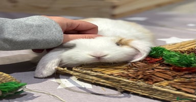 Mini Lop rabbits - Advert 2