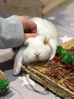 Mini Lop rabbits - Advert 16