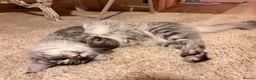 Maine Coon cats for sale: Majestic Silver Tabby Maine Coon  in Aylesbury - Advert 3
