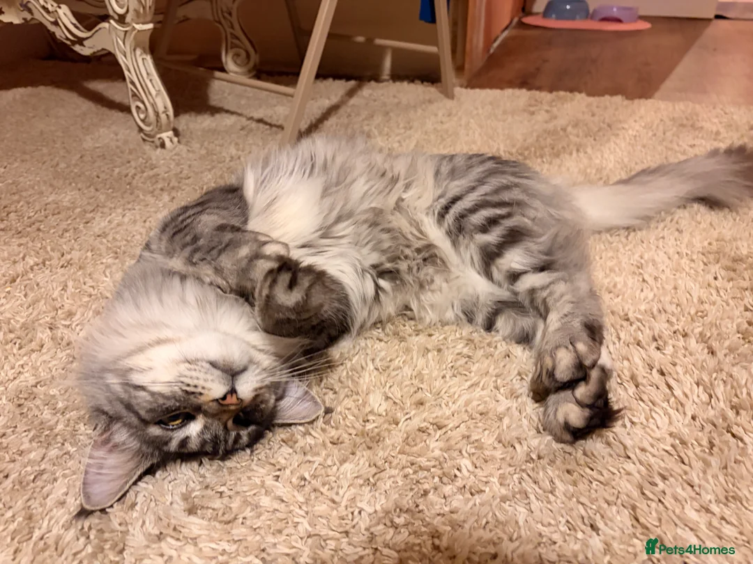 Maine Coon cats for sale: Majestic Silver Tabby Maine Coon  in Aylesbury - Advert 3