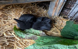 Mini Lion Lop rabbits for sale: MINI LOP babies for sale.  - Image 4