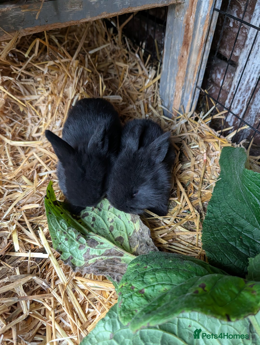 Mini Lion Lop rabbits for sale: MINI LOP babies for sale.  - Image 4