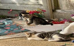 Toybob cats for sale: 3 kittens  - Image 8