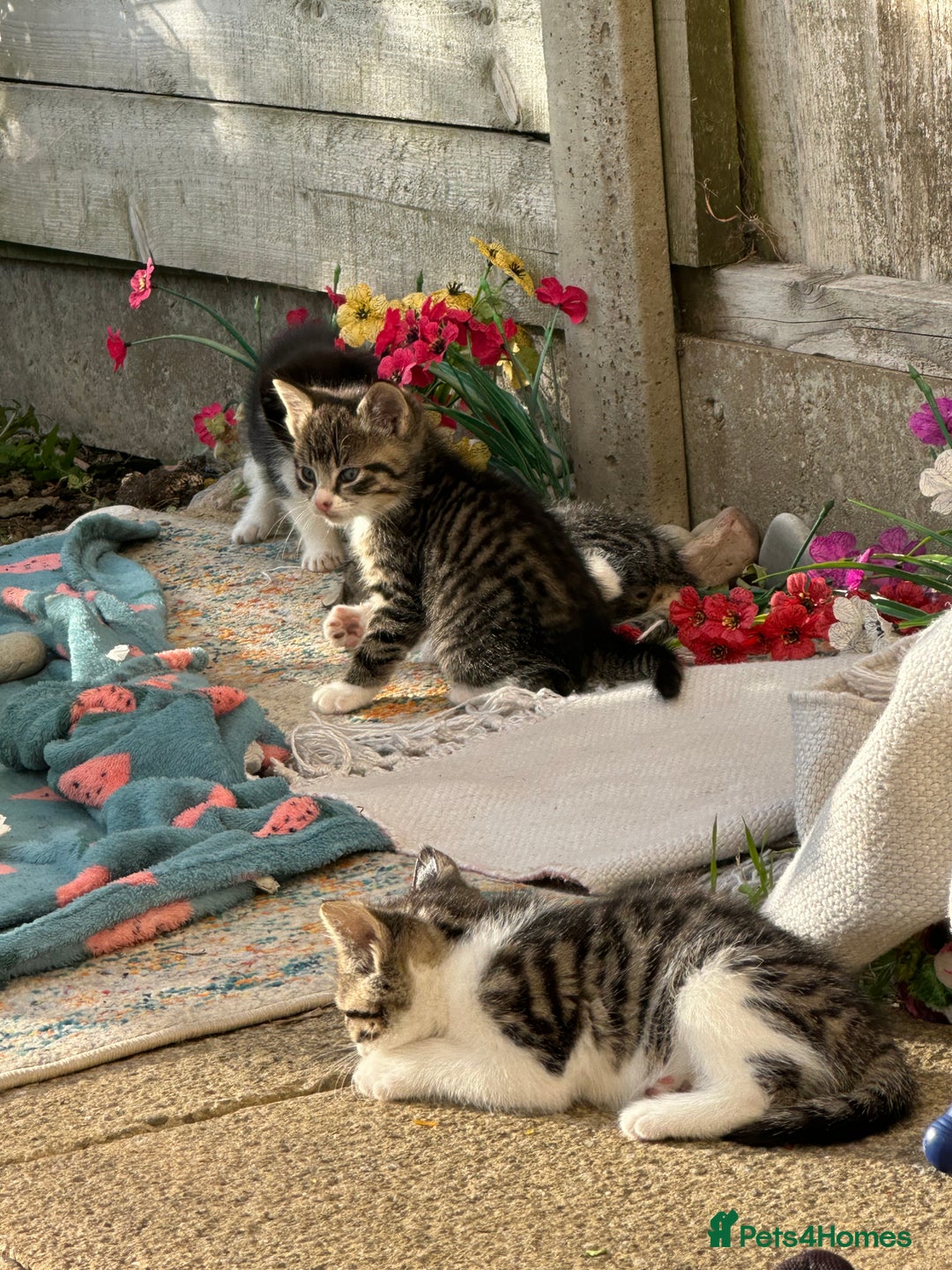 Toybob cats for sale: 3 kittens  - Image 8