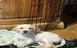 Goldador dogs for sale: Glorious and Galiant Goldador puppies for sale! - Advert 6