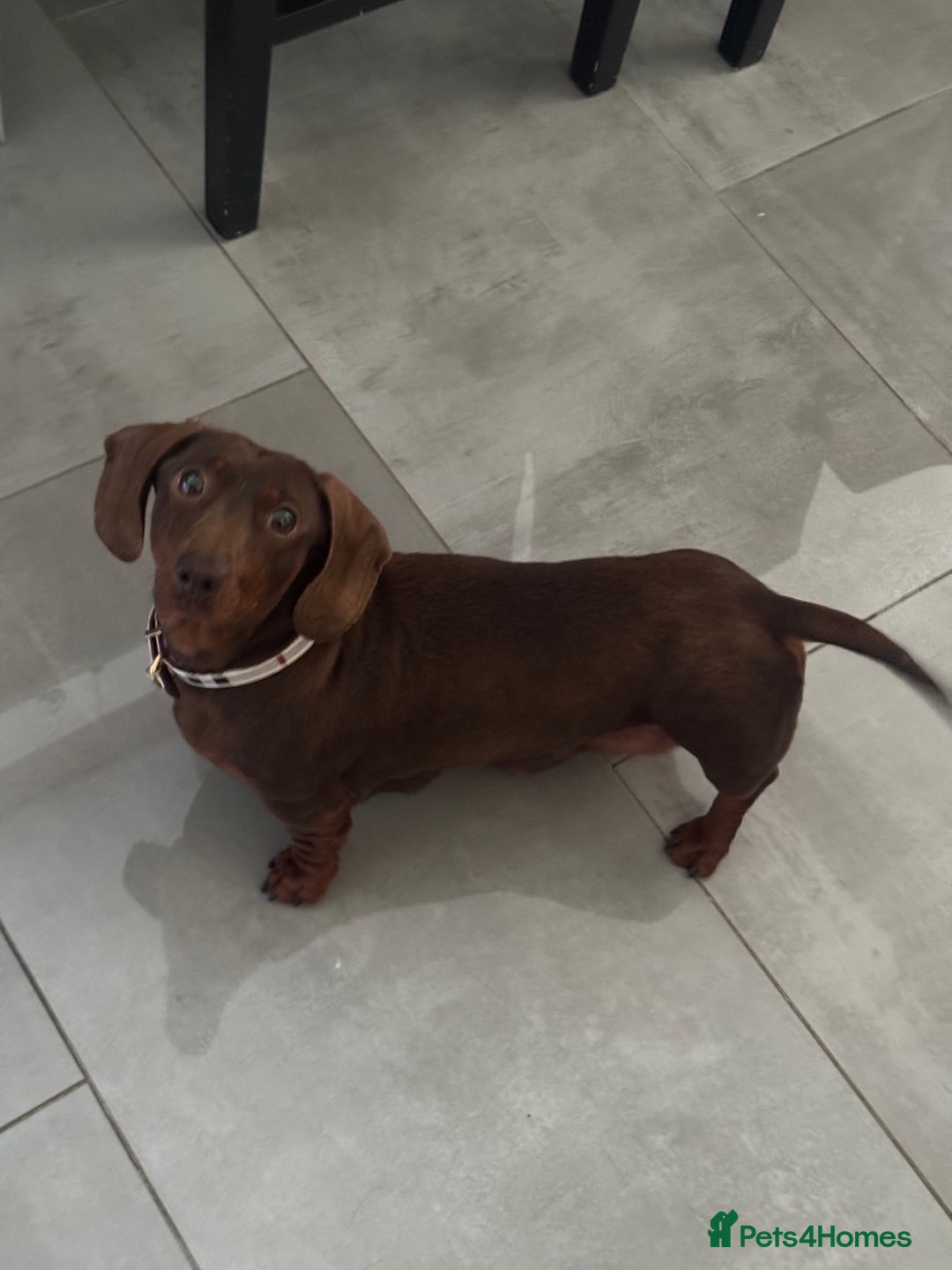 Miniature Dachshund dogs for sale: Isabella Dachshund Boys  - Image 7