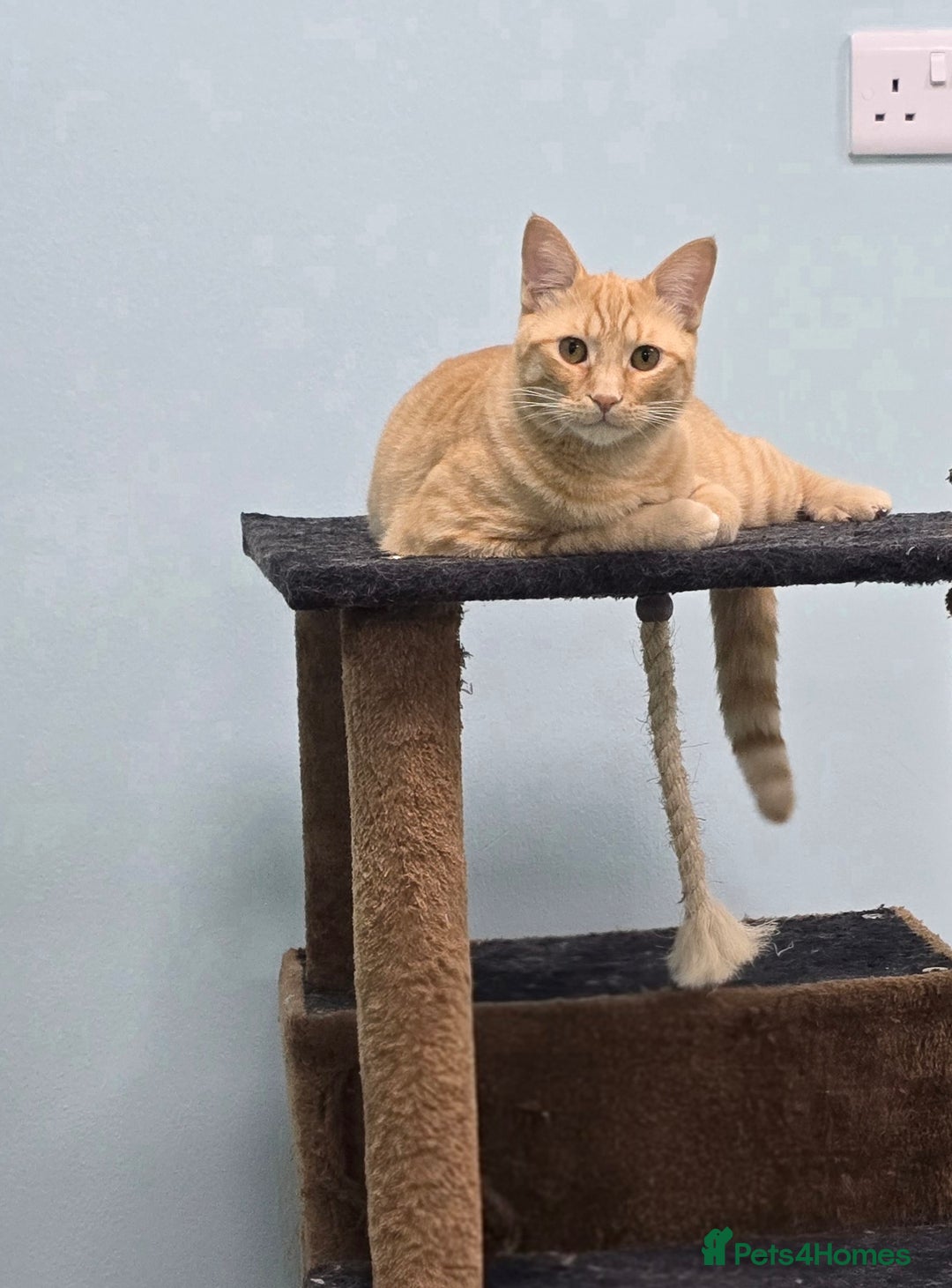 Mixed Breed cats for adoption: [Indoors Only] Lovely & affectionate Cuddlebugs - Image 7