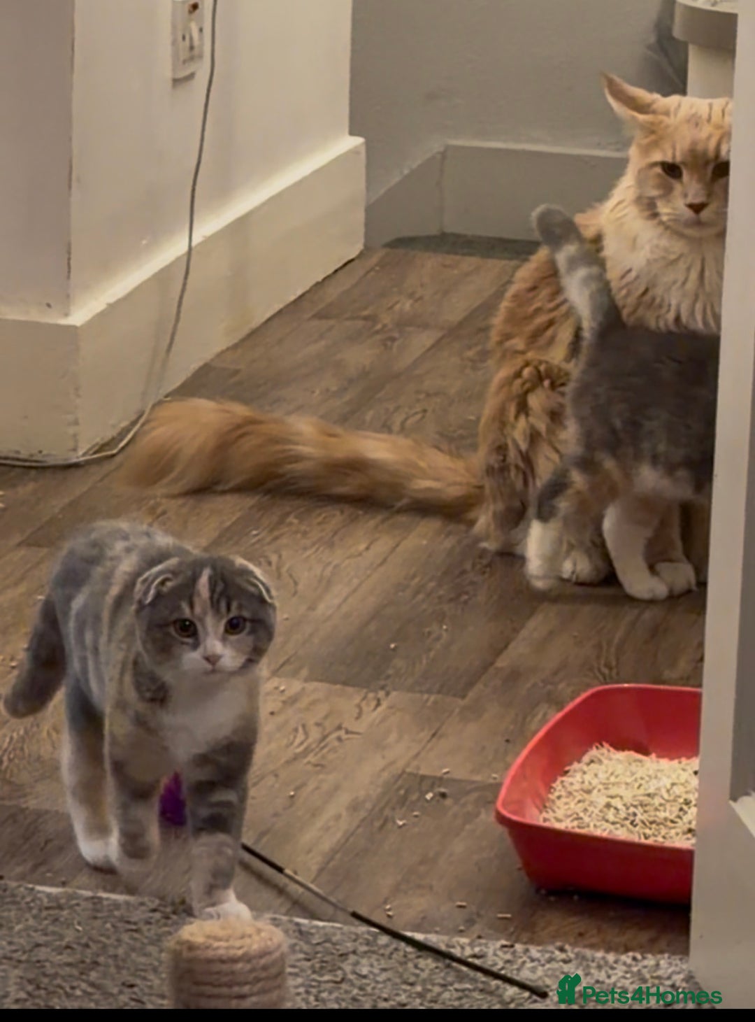 Mixed Breed cats for sale: Fold x Maine coon girls - Advert 3