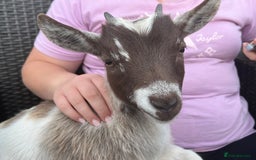 Goats livestock for sale: Gorgeous Chocolate & White Female Baby Pigmy - Image 6