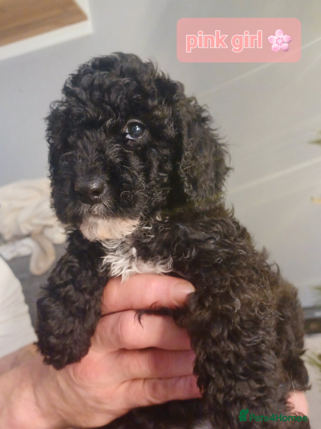 Cavapoo dogs for sale: 🐶  Cavapoo/ miniature poodle 🐶  - Advert 13
