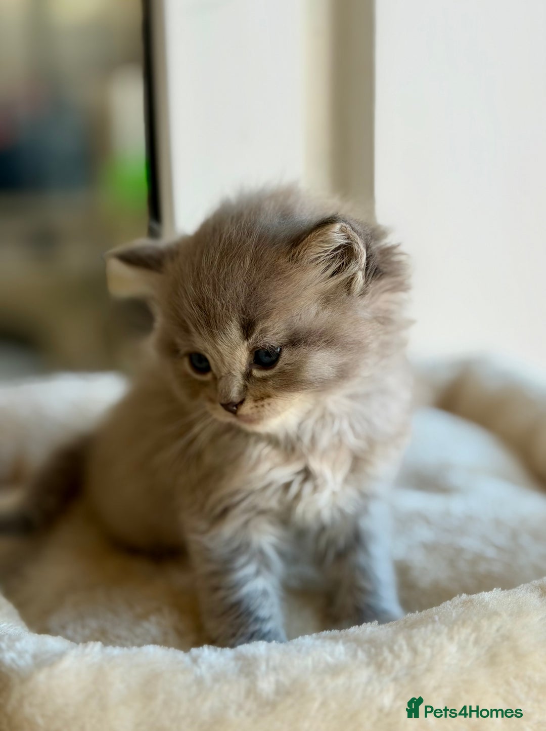 Ragdoll cats for sale: TICA registered cherubim kittens - Advert 7