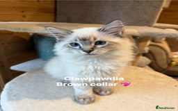 Ragdoll cats for sale: GCCF Registered Pedigree Kitten Ready to Leave - Image 1