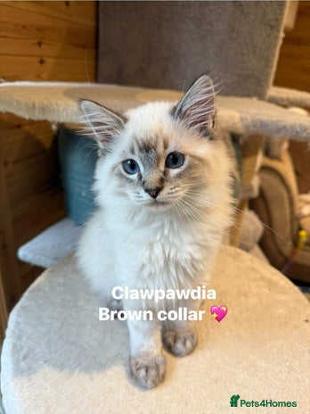 Ragdoll cats - Advert 5