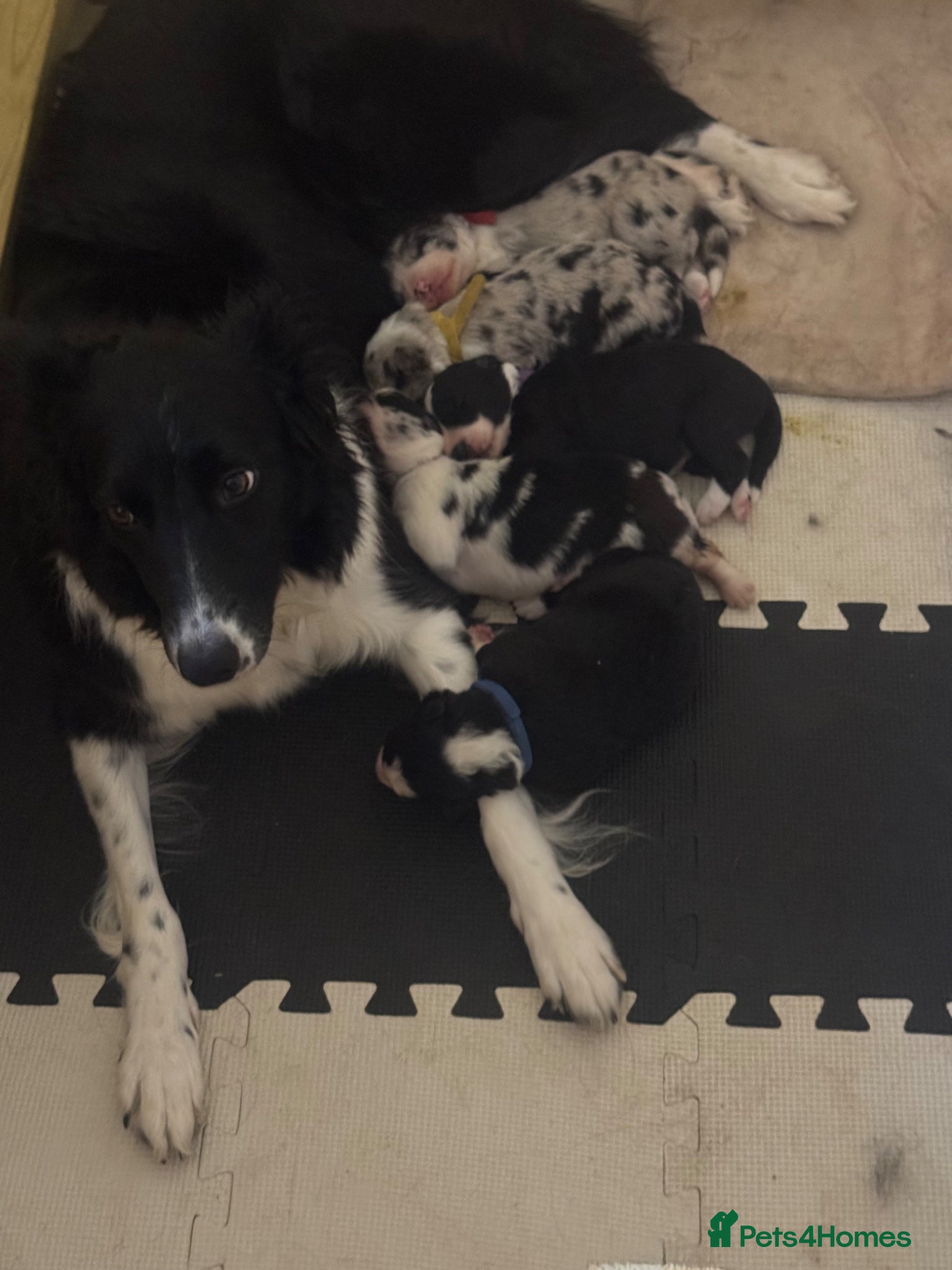 Border Collie dogs Border collie pups - Advert 11