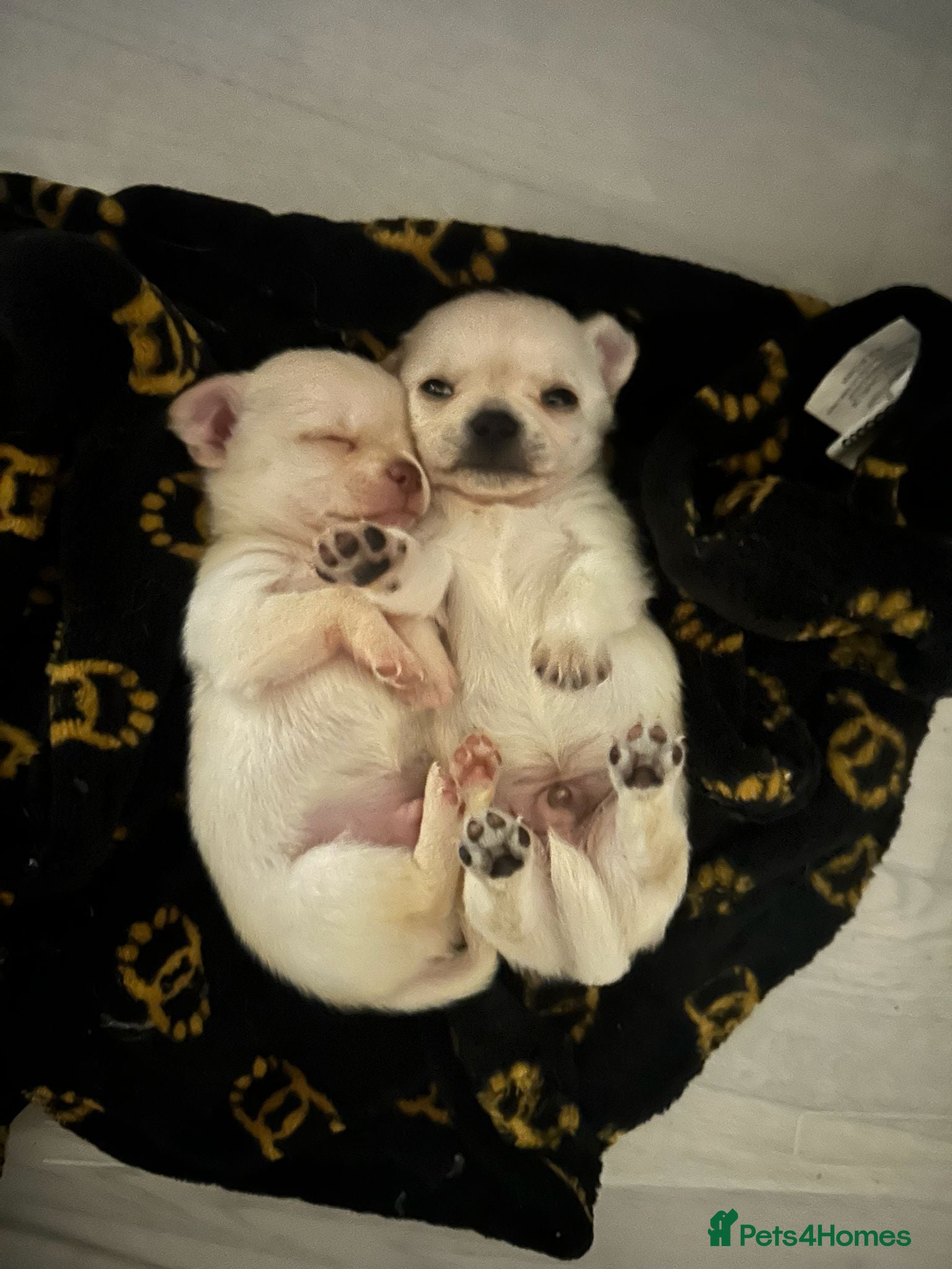 Chihuahua dogs TINY male apple head chihuahuas - Advert 4