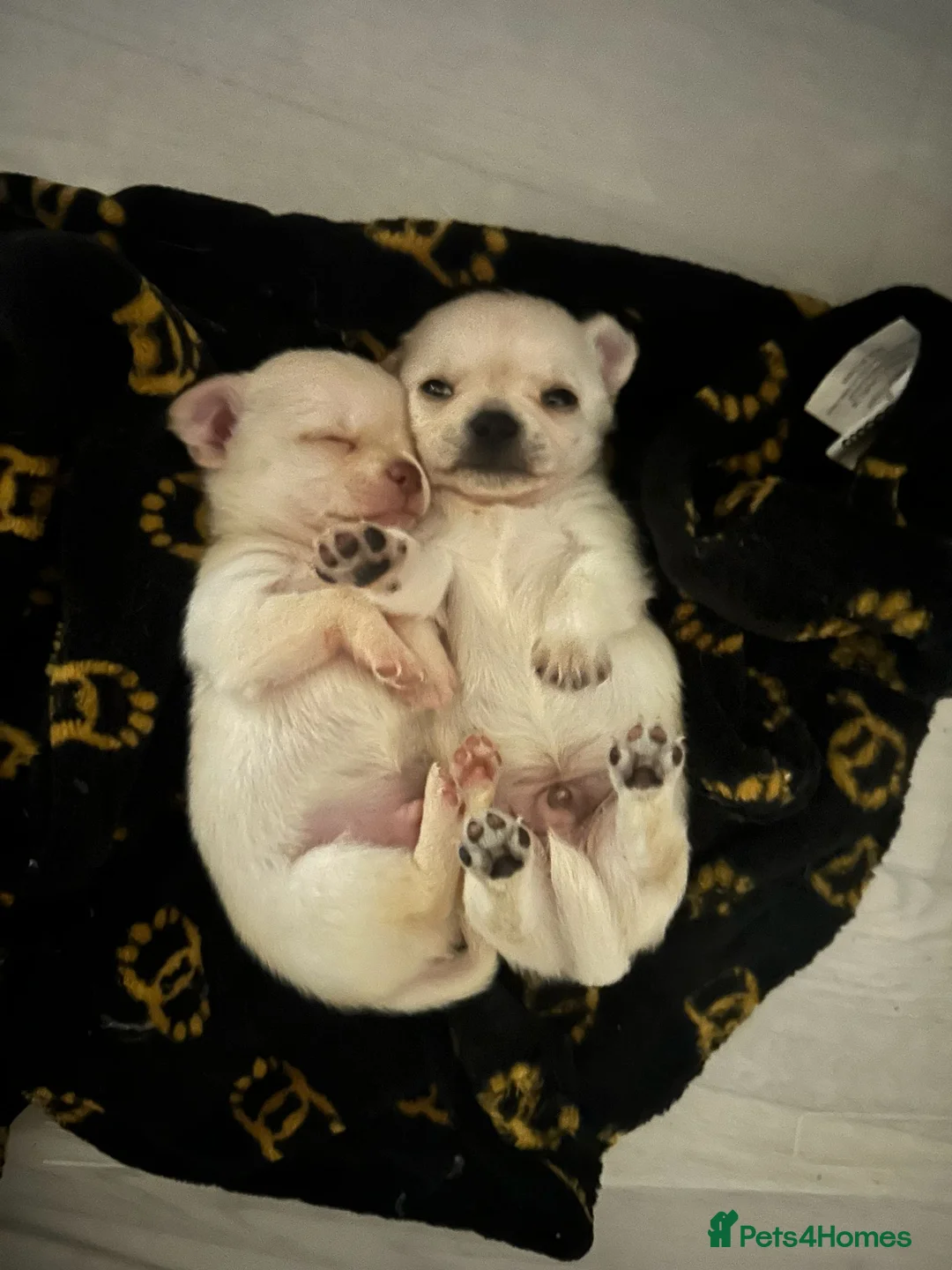 Chihuahua dogs for sale: TINY male apple head chihuahuas - Advert 1