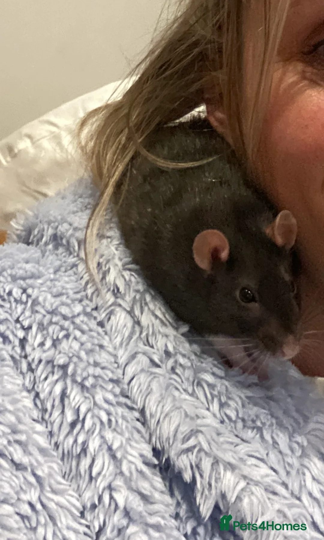 Rat rodents for sale: Natalie needs a new home  - Advert 2